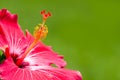 Detail of red and pink hibiscus tropical flower genus Ã¢â¬ÅHibiscusÃ¢â¬Â macro close-up photo Royalty Free Stock Photo